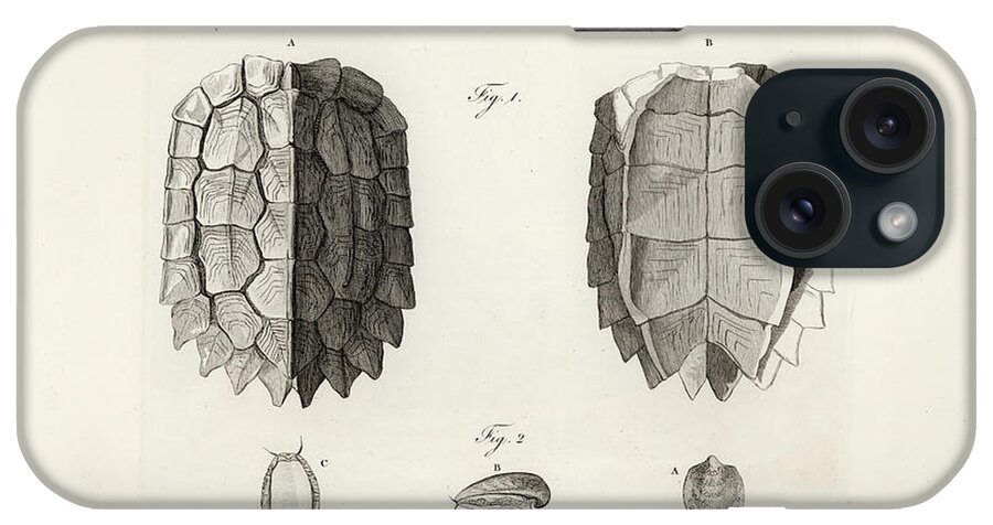 Leaf Turtle iPhone Case featuring the drawing Black-Breasted Leaf Turtle by J B Bory de Saint Vincent