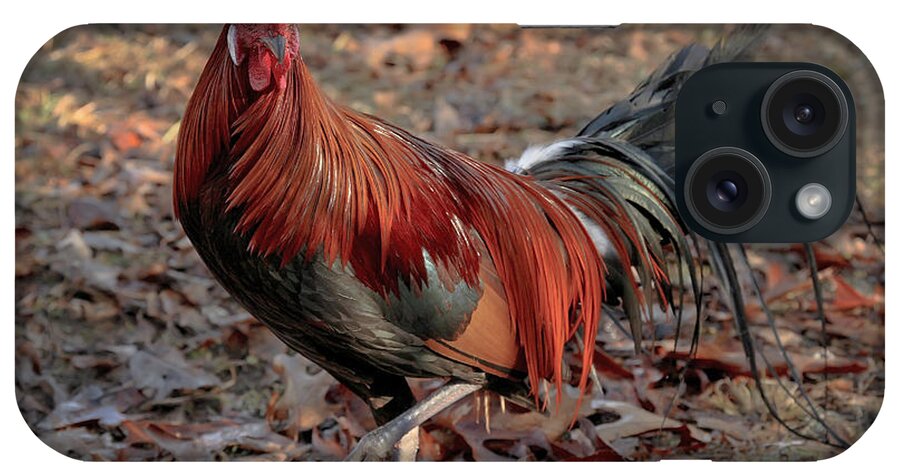 Chicken iPhone Case featuring the photograph Black Breasted Red Phoenix Rooster by Michael Dougherty