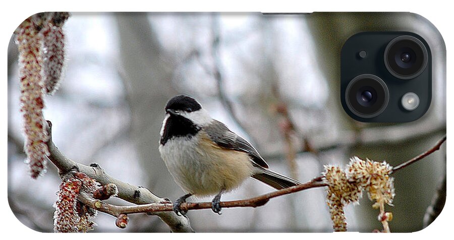 Black iPhone Case featuring the photograph Black-capped Chickadee 20120321_39a by Tina Hopkins