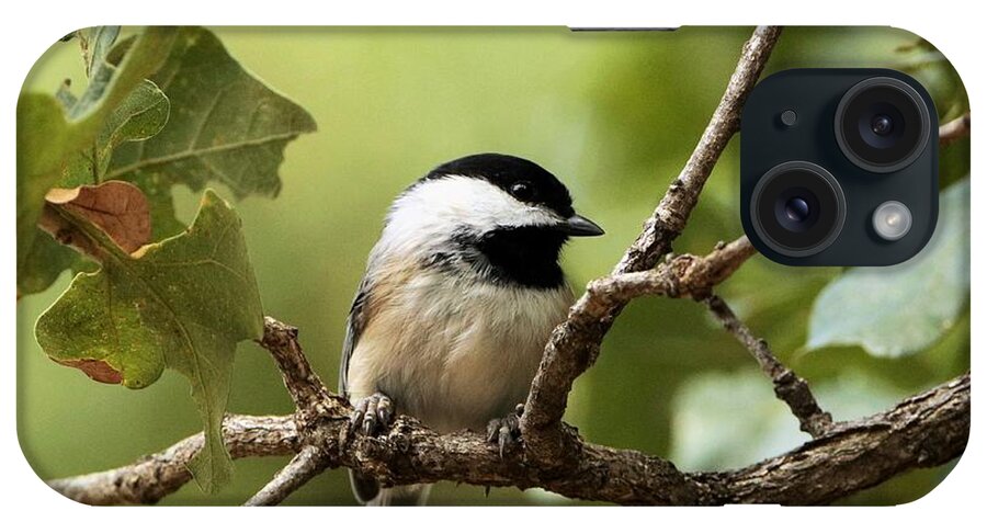 Nature iPhone Case featuring the photograph Black Capped Chickadee on Branch by Sheila Brown