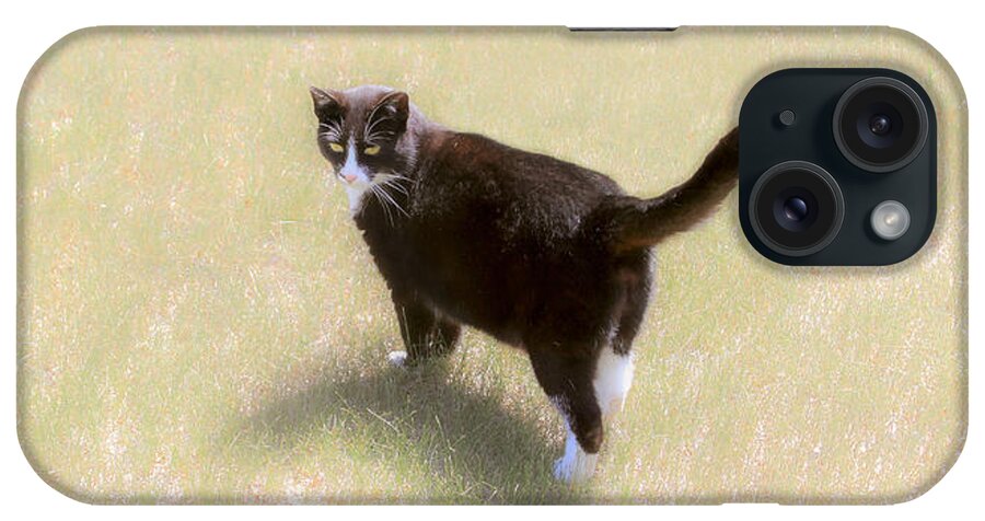 Black Cat In The Sun iPhone Case featuring the photograph Black Cat in the Sun by Bonnie Follett