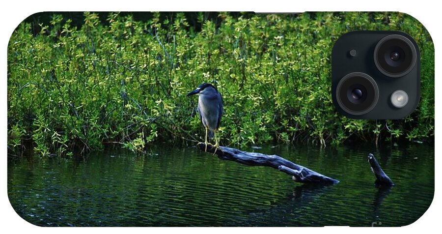 Heron iPhone Case featuring the photograph Black Crowned Night Heron by Craig Wood