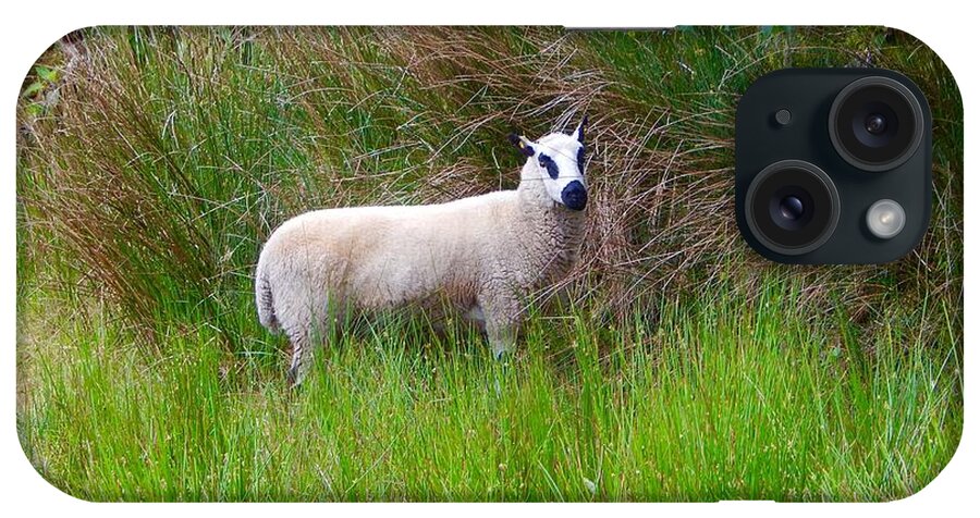 Ireland Sheep iPhone Case featuring the photograph Black eyed sheep by Sue Morris