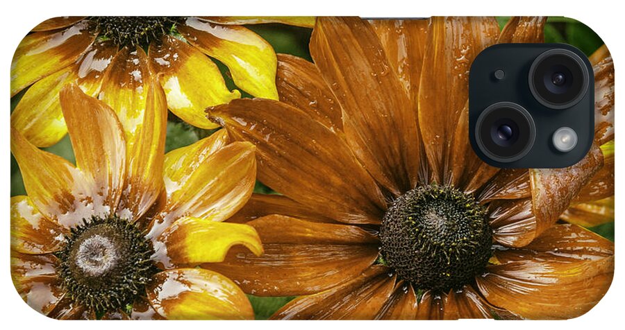 Black Eyed Susan iPhone Case featuring the photograph Black Eyed Susan by Barry Weiss