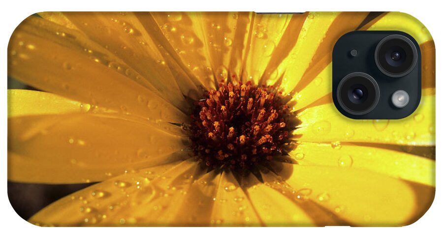 Black Eyed Susan iPhone Case featuring the photograph Black eyed Susan Change Up V1 by Janet DeLapp