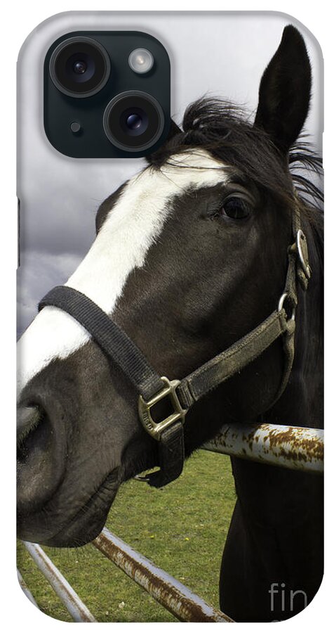 Black Horse With White Muzzle iPhone Case featuring the photograph Black horse by Donna L Munro