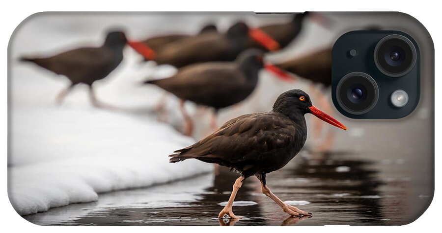 Art iPhone Case featuring the photograph Black Oystercatcher by Gary Migues
