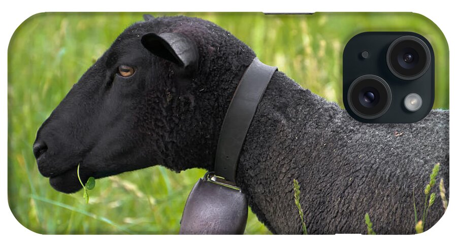 Sheep iPhone Case featuring the photograph Black sheep by Mats Silvan