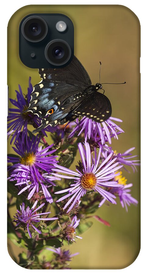 Black Swallowtail iPhone Case featuring the photograph Black Swallowtail and Aster 2013-1 by Thomas Young