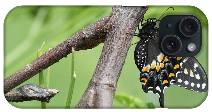 Black Swallowtail iPhone Case featuring the photograph Black Swallowtail and Chrysalis by Robert E Alter Reflections of Infinity