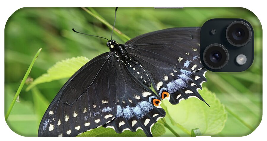 Black Swallowtail Butterfly iPhone Case featuring the photograph Black Swallowtail Butterfly Basks in the Sun by Robert E Alter Reflections of Infinity