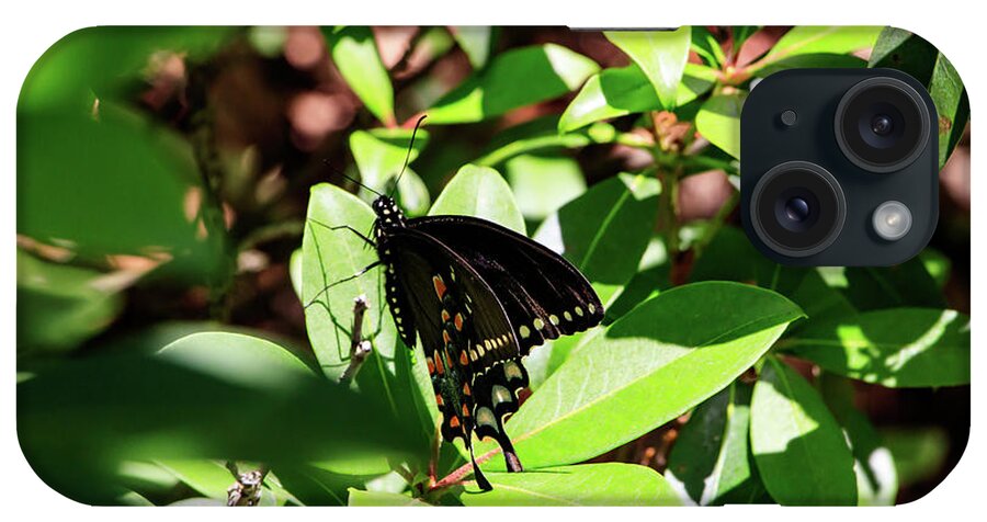 Butterfly iPhone Case featuring the photograph Black Swallowtail Butterfly by Natural Vista Photography - Matt Sexton