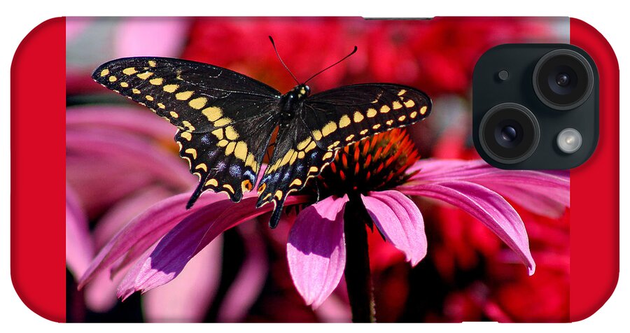 Insect iPhone Case featuring the photograph Black Swallowtail Butterfly on Coneflower Square by Karen Adams