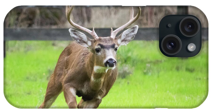 Deer iPhone Case featuring the photograph Black-tailed Buck - 2 by Alan C Wade