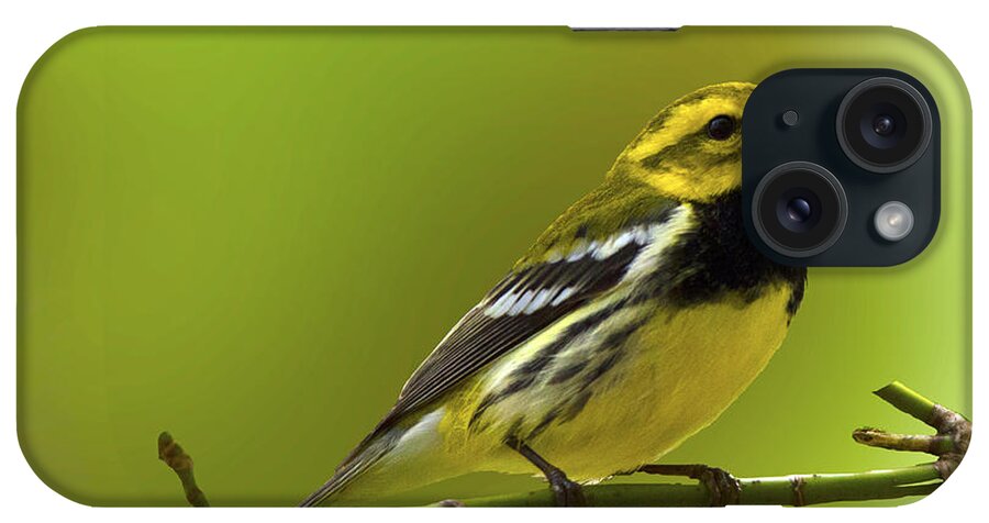 Black Throated Warbler Singing To The Moon And Back; Black Throated Warbler Singing At Magee Marsh; Black T iPhone Case featuring the photograph Black Throated Green Warbler singing to the moon and back by Carolyn Hall