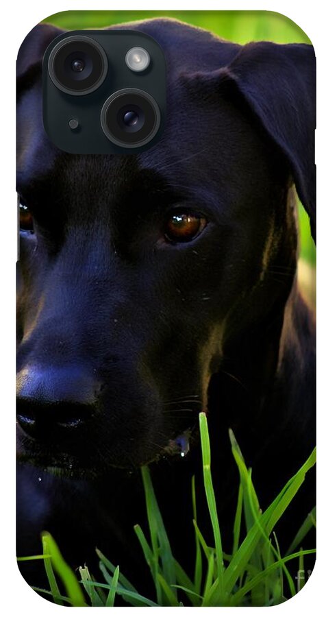 Black Dog iPhone Case featuring the photograph Black Velvet by Clare Bevan