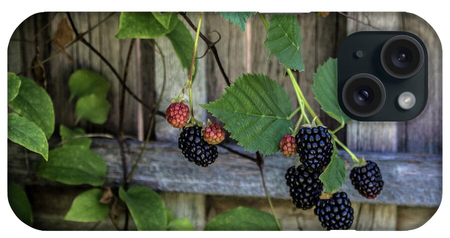 Berries iPhone Case featuring the photograph Blackberries by K Bradley Washburn
