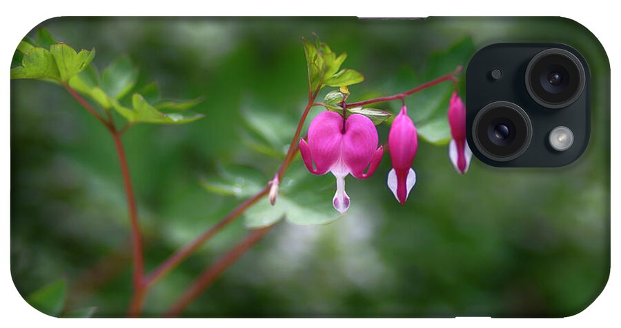  iPhone Case featuring the photograph Bleeding Hearts by Dan Hefle