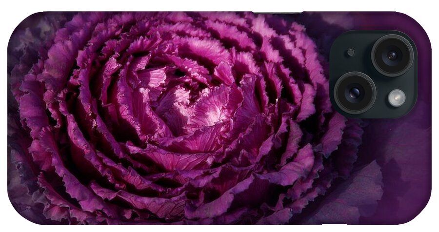 Purple iPhone Case featuring the photograph Blooming Cabbage by Angie Tirado