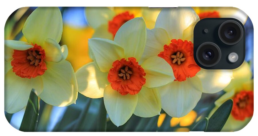 Blooming Daffodils iPhone Case featuring the photograph Blooming daffodils by Lynn Hopwood