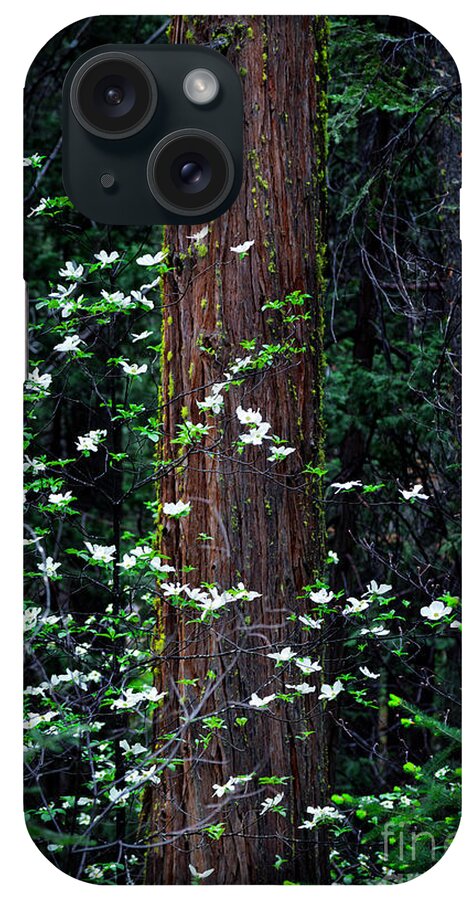 Dogwood iPhone Case featuring the photograph Blooming Dogwood by Dianne Phelps