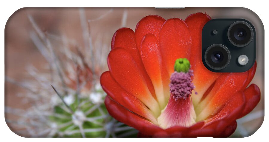 Bloom iPhone Case featuring the photograph Blooming by Jen Manganello