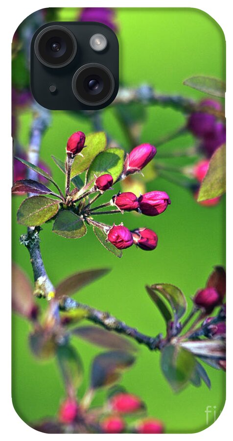 Blooming Spring Poetry iPhone Case featuring the photograph Blooming Spring Poetry by Silva Wischeropp