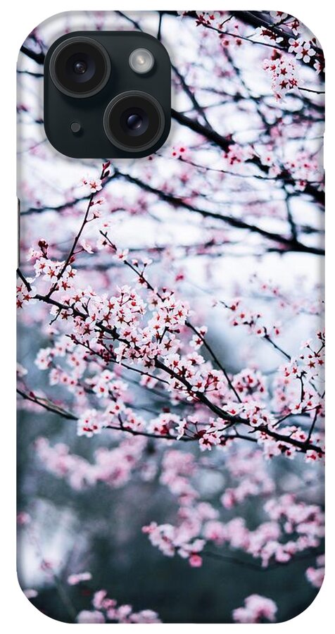 Cherry Blossom iPhone Case featuring the photograph Blossoming Buds by Parker Cunningham