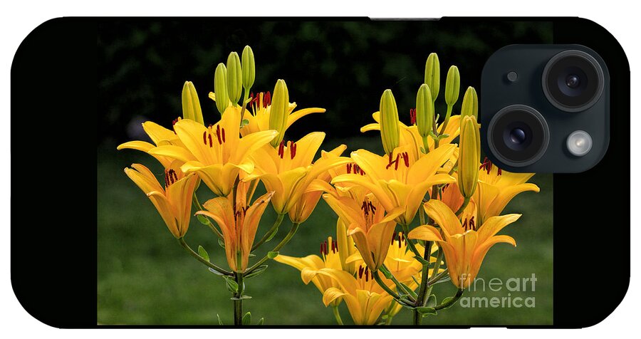 Lilies iPhone Case featuring the photograph Blossoms and Buds by Richard Lynch