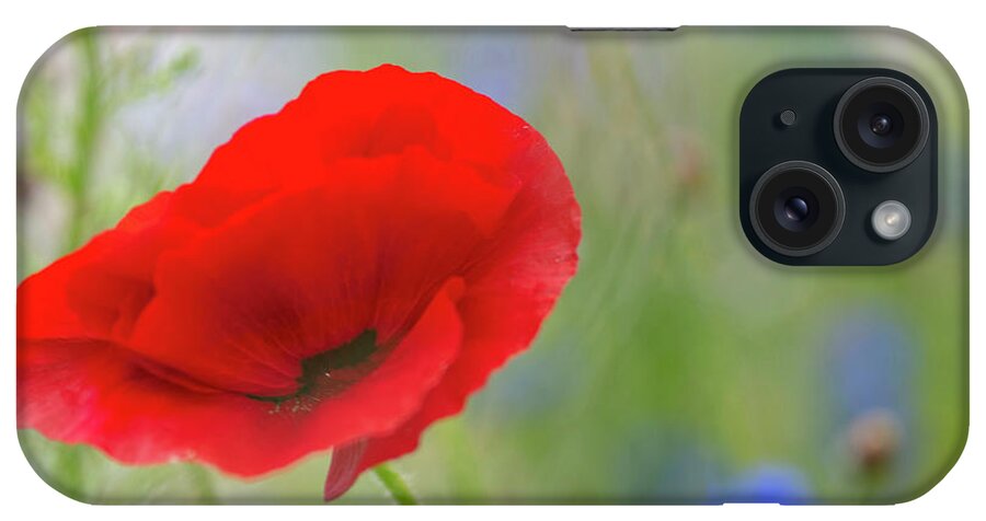 Poppy iPhone Case featuring the photograph Blowing Poppy by Kathy Paynter
