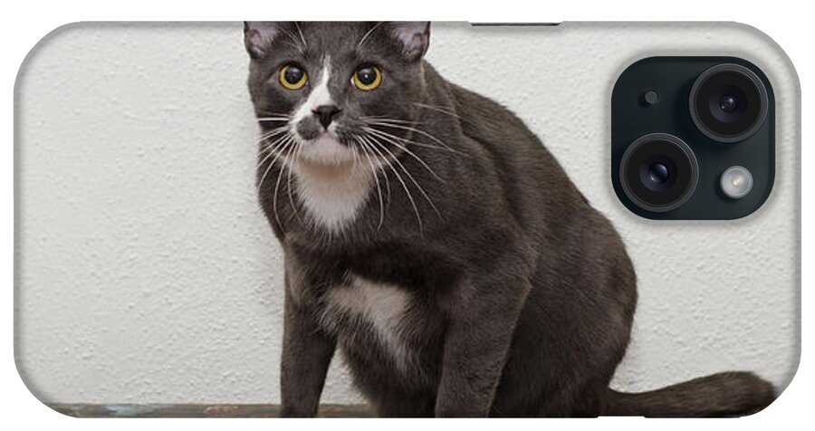 Grey And White Cat iPhone Case featuring the photograph Blue 1 by Irina ArchAngelSkaya