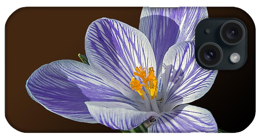 2d iPhone Case featuring the photograph Blue And White Crocus by Brian Wallace