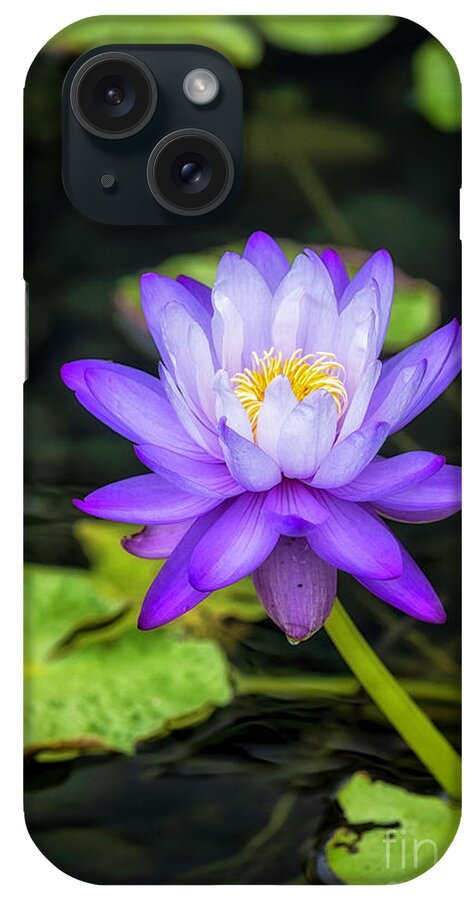 Blue iPhone Case featuring the photograph Blue and yellow water lily by Bill Frische