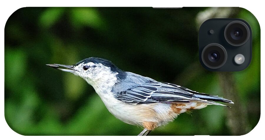 Bird iPhone Case featuring the photograph White Breasted Nuthatch by Lilia S