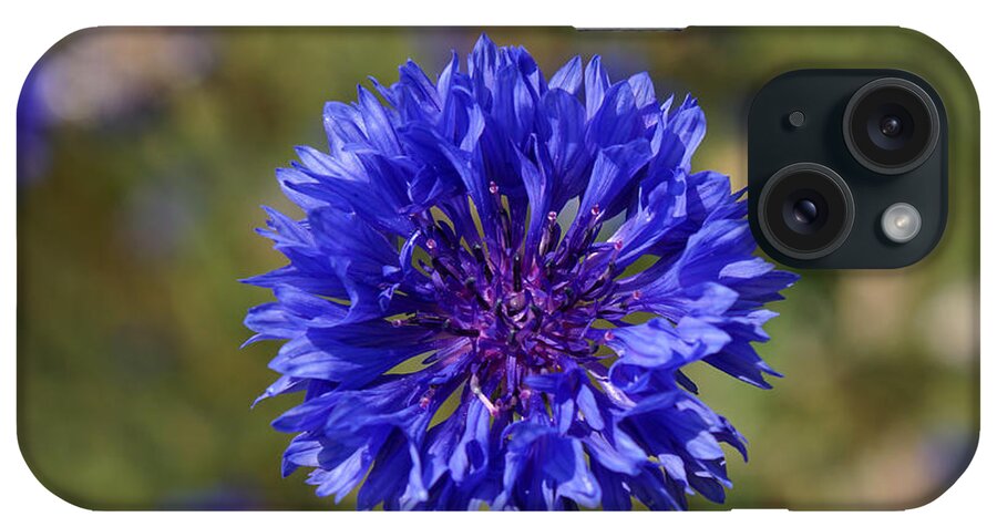 Bachelor's Button iPhone Case featuring the photograph Blue cornflower by Jolly Van der Velden