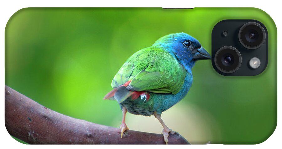 Blue-faced Parrotfinch iPhone Case featuring the photograph Blue-faced Parrotfinch by John Poon