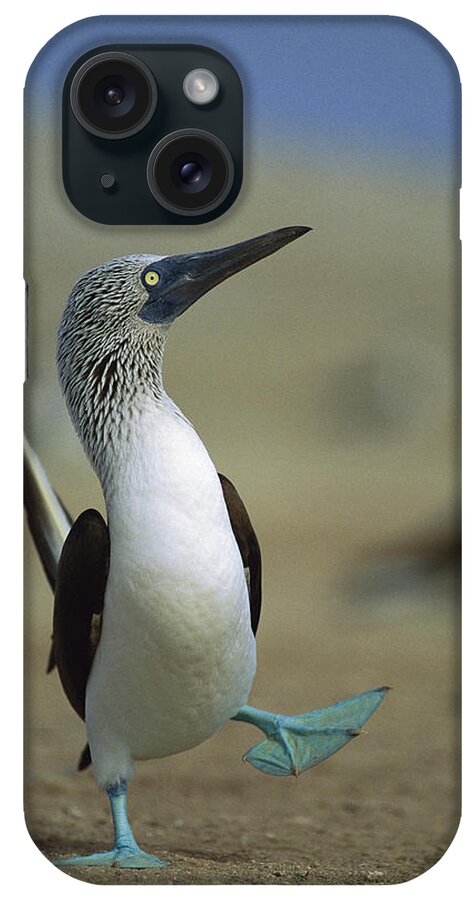 00140218 iPhone Case featuring the photograph Blue-footed Booby Sula Nebouxii by Tui De Roy