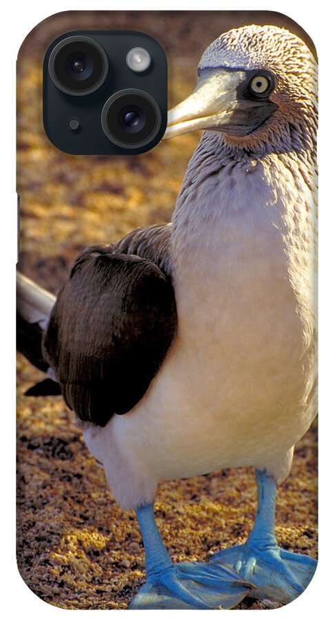 Blue iPhone Case featuring the photograph Blue-Footed Booby by Ted Keller