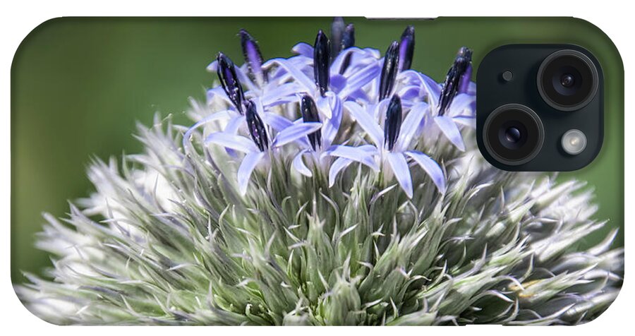 Blue Globe Thistle iPhone Case featuring the photograph Blue Globe Thistle 3 - by Julie Weber