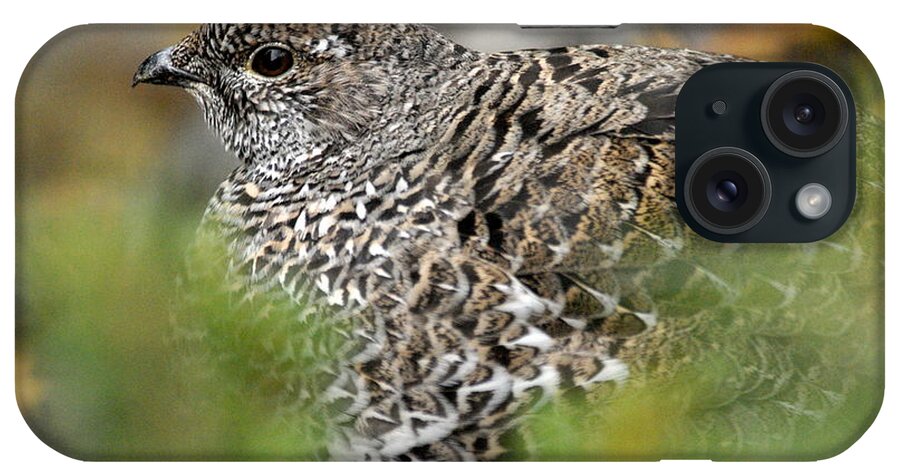Blue Grouse iPhone Case featuring the photograph Blue Grouse Hen 1 by Larry Ricker