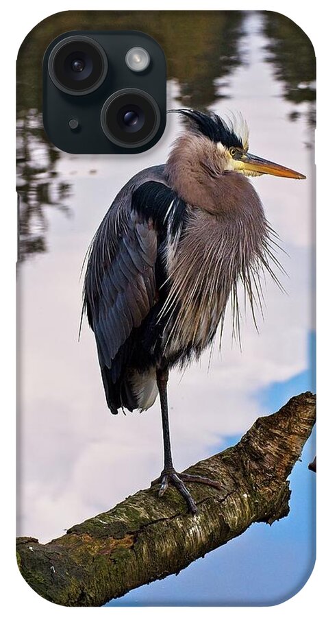 Great Blue Heron iPhone Case featuring the photograph Blue Heron Edgy by Allan Van Gasbeck