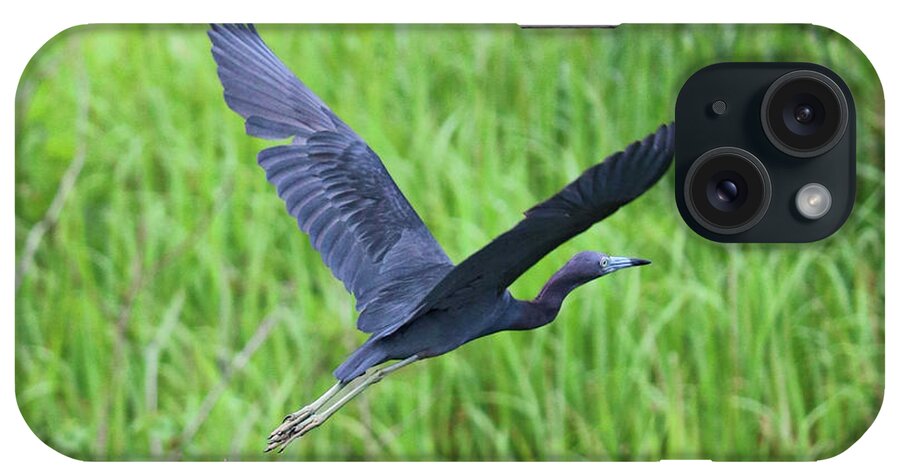 Little Blue Heron iPhone Case featuring the photograph Blue Heron Flying over Green Reeds by Carol Groenen