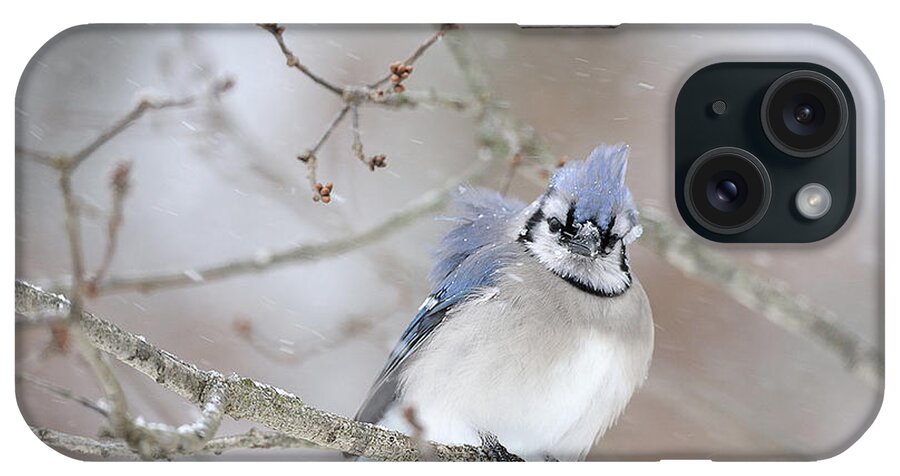 Blue Jay iPhone Case featuring the photograph Blue Jay in a blizzard by Diane Giurco