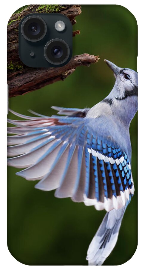 Autumn iPhone Case featuring the photograph Blue Jay in Flight by Mircea Costina Photography