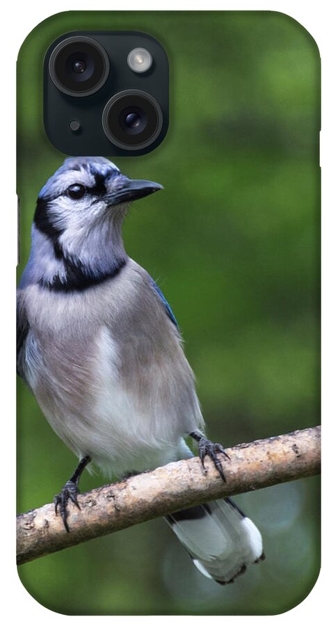 Spring iPhone Case featuring the photograph Blue Jay on Alert by John Benedict