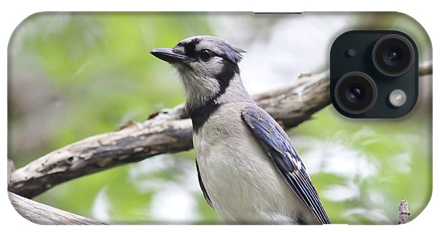 Blue Jay iPhone Case featuring the photograph Blue Jay Portrait by Linda Crockett