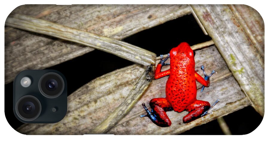 Blue Jeans Frog iPhone Case featuring the photograph Blue Jeans Frog by Carolyn Derstine