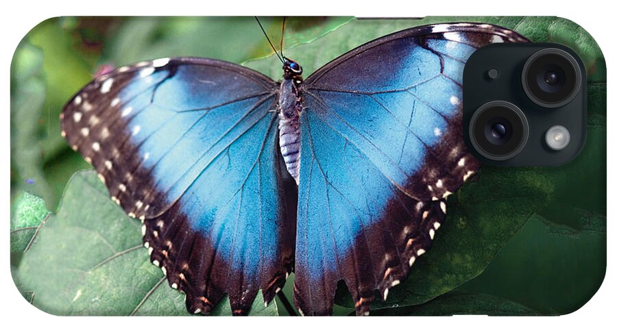 Butterfly iPhone Case featuring the photograph Blue Morpho Butterfly by William Bitman