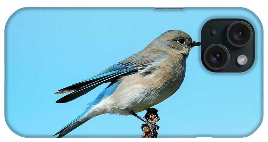 Bluebird iPhone Case featuring the photograph Blue on Blue by Michael Dawson