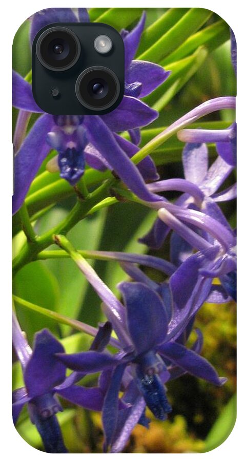 Flower iPhone Case featuring the photograph Blue Orchid by Alfred Ng